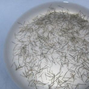 Tôm Sú giống