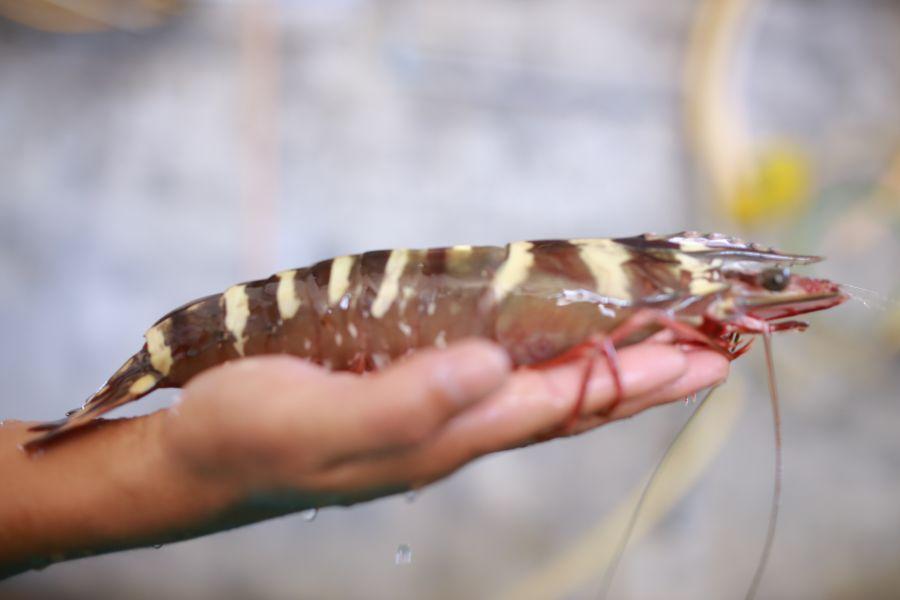 Tôm sú bố mẹ