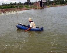 Vai trò của ao lắng trong nuôi tôm